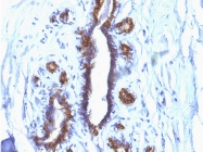 AM50140PU-S - CD227 / Mucin-1 / MUC1