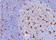 AM50247PU-S - CD68