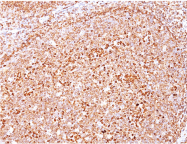 AM00232PU-S - CD79a