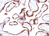 AM50278PU-S - Glycoprotein hormones alpha chain