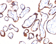 AM50280PU-S - Chorionic Gonadotropin (hCG)