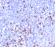 AM50285PU-N - Human IgG