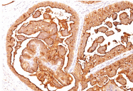 AM10082PU-S - CD227 / Mucin-1 / MUC1