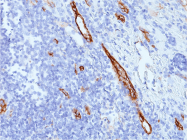 AM50327PU-S - von Willebrand factor (VWF)