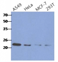 AM50351PU-N - RAIDD