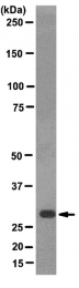 AM50442PU-N - RPA2