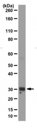 AM50461PU-N - Tristetraproline (TTP)