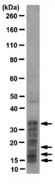 AM50464PU-N - Histone pan