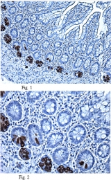 AM50483PU-N - Defensin alpha 5