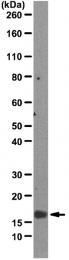 AM50485PU-N - Interleukin-22 / IL22