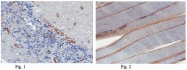 AM50526PU-N - DTNA / DRP3