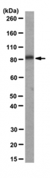 AM50526PU-N - DTNA / DRP3