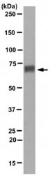 AM50526PU-N - DTNA / DRP3