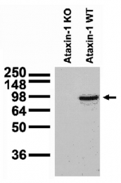 AM50536PU-N - Ataxin-1