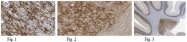 AM50551PU-N - Brevican core protein