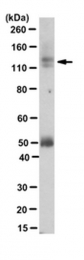 AM50551PU-N - Brevican core protein