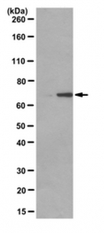 AM50580PU-N - Beta-ARK-1 / ADRBK1