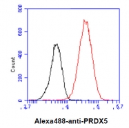 AM50639PU-N - Peroxiredoxin-5 / PRDX5