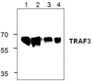AP00241PU-N - TRAF3 / CRAF1