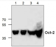 AP00248PU-N - POU2F2 / OCT2