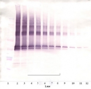 AP01140BT-S - NANOG
