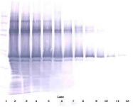 AP01140BT-S - NANOG