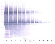 AP01140PU-S - NANOG