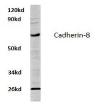 AP01185PU-N - Cadherin-8