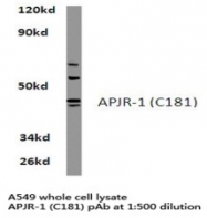 AP01191PU-N - Apelin Receptor