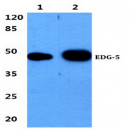 AP01198PU-N - EDG5 / S1P2