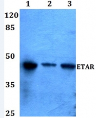 AP01200PU-N - Endothelin A receptor