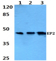 AP01201PU-N - PTGER2