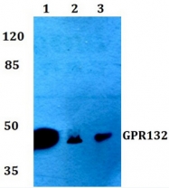 AP01208PU-N - GPR132 / G2A