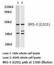 AP01209PU-N - BRS3