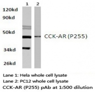 AP01210PU-N - CCK-A Receptor