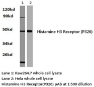AP01216PU-N - Histamine H3 receptor