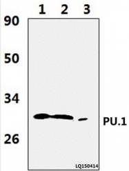 AP01231PU-N - SPI1 / PU.1