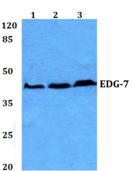 AP01256PU-N - EDG7 / LPAR3
