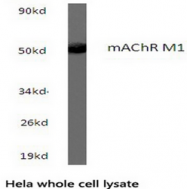 AP01261PU-N - Muscarinic acetylcholine receptor M1