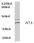 AP01262PU-N - Type-1 angiotensin II receptor (AT1)