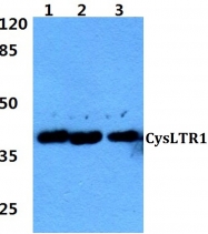 AP01264PU-N - CYSLTR1