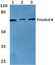 AP01267PU-N - FZD8 / Frizzled-8