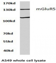 AP01270PU-N - mGluR5 / GRM5