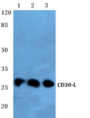 AP01279PU-N - CD153 / CD30L