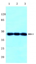 AP01294PU-N - BRS3