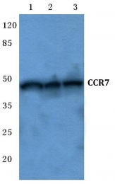 AP01295PU-N - CD197 / CCR7