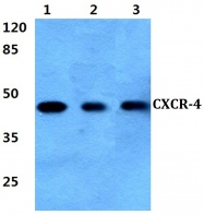 AP01296PU-N - CD184 / CXCR4
