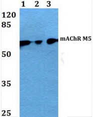 AP01305PU-N - Muscarinic acetylcholine receptor M5