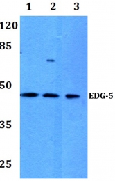 AP01311PU-N - EDG5 / S1P2
