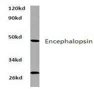 AP01327PU-N - Opsin-3